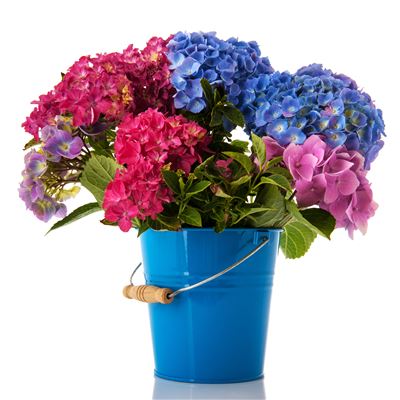 Cuteness in a Bucket